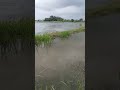 બોવ વરસાદ પડ્યો છે ને પાણી આવુ 🌧️🌊 ખેતર દુબેગા 😌