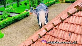 Pallatt Brammadathan | പല്ലാട്ട് ബ്രഹ്മദത്തൻ | WhatsApp Status