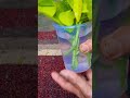 stem growing in water. sweet potato wine plant. suscribe.