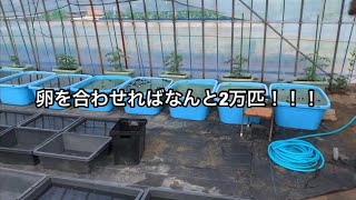 懐かしのメダカ愛好家宅突撃！鳥取県某所