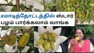 #மாடித்தோட்டத்தில் ஸ்டார் பழம் பார்க்கலாம் வாங்க #அத்திப்பழம் #