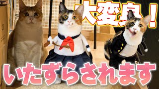 初めてハロウィンの仮装をした子猫が可愛すぎる