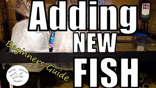 How to add new fish to an aquarium | Beginners Ultimate Guide