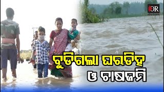 ଘରଡିହ, ଚାଷଜମିରେ ମାଡ଼ିଗଲା ବନ୍ୟା ପାଣି | Banki || Odisha Reporter