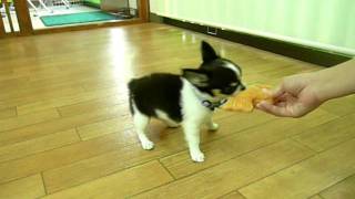 りくくんお遊び（犬のようちえん®大阪堀江教室）