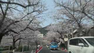 【のんびり車載動画】SAKURA ～ 安部山公園桜並木 ～