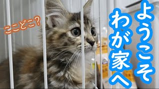 【メインクーン】生後3ヶ月の子猫が家にやってきたー！！