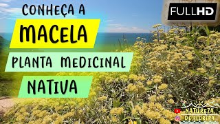 Discover MACELA or MARCELA, a medicinal plant native to Brazil