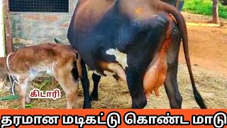 சூப்பரான மடி செட் கொண்ட தரமான காரி சட்டை மாடு விற்பனை