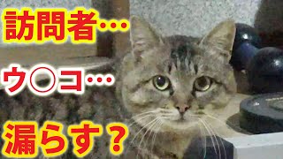 訪問者再び…顔がまん丸した猫がウ○コ漏らしそうになるwww