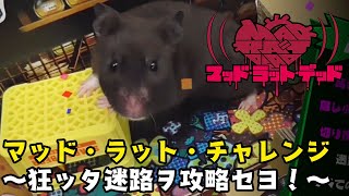 マッド・ラット・チャレンジ～狂ッタ迷路ヲ攻略セヨ！～【MAD RAT DEAD】