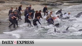 The Grind: What is the future for whaling in the Faroe Islands?