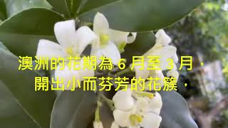 後院又飄香好幾里，七里香,Murraya paniculata 九里香  。 澳洲的花期為 6 月至 3 月，開出小而芬芳的花簇，熱帶的外觀和芬芳的花朵，濃郁的香味。