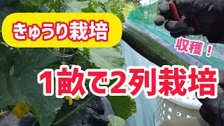 【きゅうり栽培】1畝で2列栽培  収穫！【髭サン農家】