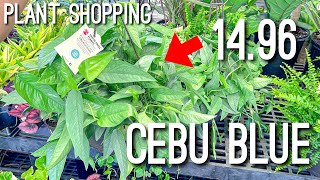 Plant Shopping - Cebu Blue at Walmart for 14.96 by Costa Farms Exotic Angels | Big Box Store Plants