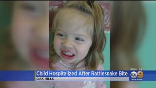 Little Girl Recovers Following Bite From Large Rattlesnake