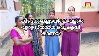 കിഴക്കേകല്ലടയിലെ വളരെ വ്യത്യസ്തമായ ഒരു  കൃഷി