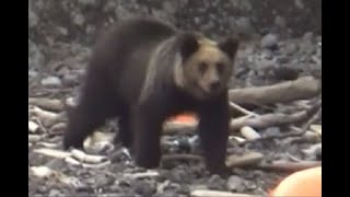 北海道知床岬でエゾシカ捕獲中の男性がヒグマに襲われる　腕にケガ 命に別状なし \