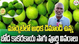 ALL YOU NEED TO KNOW ABOUT SPINY GOURD CULTIVATION |బోడ కాకరకాయ సాగు పూర్తి వివరాలు |SUMAN TV RYTHU