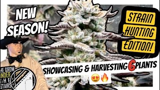 S12 E01 : NEW SEASON!  + Harvesting 6 plants, hunting our own genetics!  Nug ❤️ under Spider Farmer?