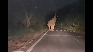 Massive tusker on Sathy mysore road breaking a branch of tree.