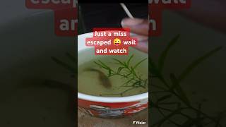 நொடியில் கப்பி தலை தப்பித்தது #lifesaved #guppy #funny