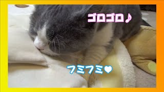 【癒し】子猫のフミフミとゴロゴロで癒されて❤ [ kitten kneading and purring ❤ ]