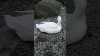 今日のアヒル＆鴨③🐦20230124（duck・बत्तख）#Short