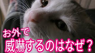 子猫保護　ケージでは甘えん坊なのに部屋に出ると威嚇する凛ちゃんに困惑