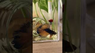 로즈테일 하프문베타 플레어링이 이렇게 예뻤나 물멍 Beautiful rose tail half-moon betta flaring