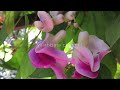 snail vine vs corkscrew vine 🌸 vigna caracalla