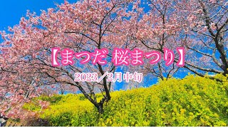 【まつだ桜まつり】おひとりやま（その59）02/18/2023 #桜 #菜の花 #松田 #桜まつり #ハーブガーデン #春 #spring #sakura #花 #自然 #ハイキング #花見