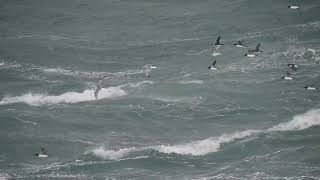 St Ives Island, Cornwall seawatch 28 January 2025