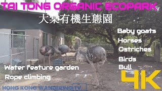 4K Tai Tong Organic Ecopark Hong Kong |  大棠有機生態園 | Animal farm | Goats | Bull | Horses |Ostriches