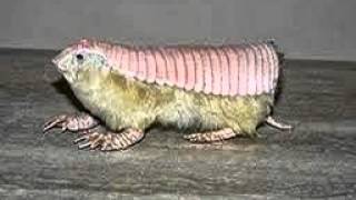 Strangest animals on the planet - No.2