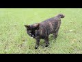 芝生で丸まってる野良猫をモフモフしたらゴロゴロ喜んだ