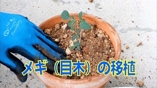 山野草・植栽編#25　メギ（目木）の挿し木苗の移植