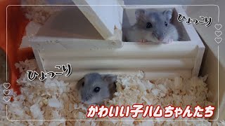 生後22日の赤ちゃんハムスターとママのコロネちゃん‧˚₊*̥22 days old baby hamster and mom Korone♡