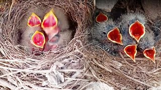 Download Lagu The Baby Common nightingale Birds Really beautiful... MP3 Gratis