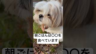 【シーズー】今日の朝んぽ（12/6）はに丸の朝ごはん　#シーズー #shihtzu #犬のいる生活 #dog #かわいい #癒し動画 #shorts