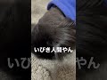 短足小型犬のいびきが人間並にでかい件www いびき 睡眠 ペキニーズ 小型犬 犬のいる暮らし pekingese 鼻ぺちゃ 鼻ぺちゃ犬 黒ペキ xlarge