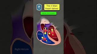 🔥 How to Remember the Heart Valves in 1 MINUTE [Anatomy, Location, Function]