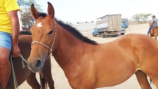 FEIRA DE CAVALOS EM CACHOEIRINHA-PE  02 01 2024 #nordeste