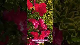 Planting Partners: Patio Rose / Euonymus evergreen