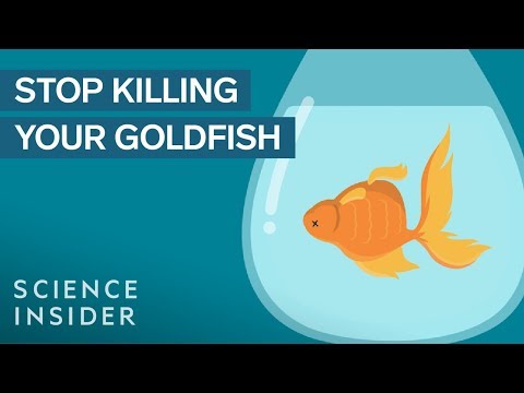 Do goldfish like being pets?