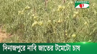 দিনাজপুরে নাবি জাতের টমেটো চাষ করে কৃষক লাভবান