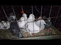 zwoleŃ gołębie pigeons targ andrzej w. 17.11.2024 cz.1 4💥gołębie jasne i wyszwance andrzeja radom💥