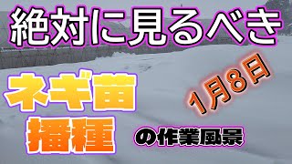 1月8日、この冬最大級の寒波の中、ねぎ苗播種作業開始！　農業　ねぎ