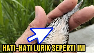 WASPADA DENGAN LURIK SEPERTI INI..⁉️