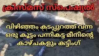 🦈പന്നികട്ട മീനിന്റെ കാഴ്ചകളും കട്ടിംഗ് 🦈(23-12-2024)